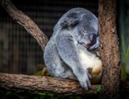 koala sleeping in the tree